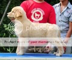 Wheyfrenz's Daisy sweety