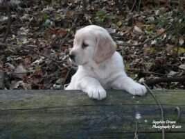 Lilly (Austin's Wake Charger x Maggie's Polar Bea