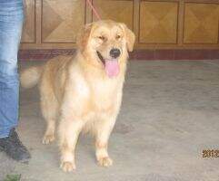 RYRN OF SIZHIQI KENNEL