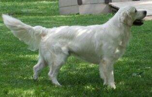 Bullock's 'White Knight' Sir Tucker Bullock's 'White Knight' Sir Tucker