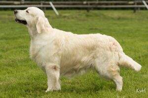 Deutscher Champion Club + VDH, Wild Pepper Egoiste