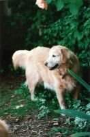 Rainbow's Glenlaurel Althtjaz