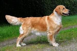 Dusky Sound's Tilly T- Bone Dusky Sound's Tilly T- Bone