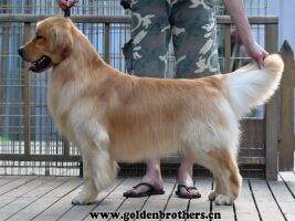 Golden Brothers Monster Head
