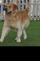 Don (son of GOLDEN ARMY N JORDANEL'S SANFRANCISCO