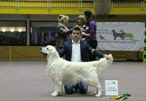 Multi.CH Angel Dreams BALKAN WINNER 2012 Multi.CH Angel Dreams BALKAN WINNER 2012