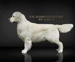 Illoris Golden Boy Inter Champion,Grand Champion, Champion Russia, Junior Champion Russia,Champion Club,Champion RKF, Illoris Golden Boy Inter Champion,Grand Champion, Champion Russia, Junior Champion Russia,Champion Club,Champion RKF,