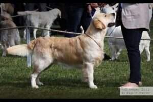 Dt. Jugendchampion VDH und Club, ?sterr. Champion Little Violet's Zucchero