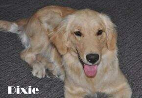 Golden Dixie Chick