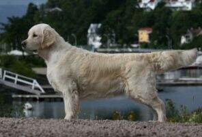 NUCH SE(U)CH. Kephles Jackpot Golden Girl NUCH SE(U)CH. Kephles Jackpot Golden Girl
