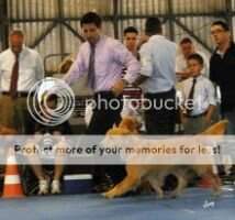 Puppy Ch Jr. Golden Sunset's Larroque Rubi