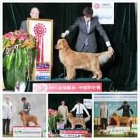 BOSS PRC-CH/CN-CH Android HF Of Jin Ling Shija Kennel