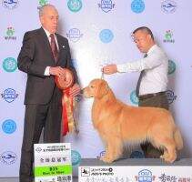 CN GCH.PRC-CH. Bregan of Jin Huang Shou Huo Kennel CN GCH.PRC-CH. Bregan of Jin Huang Shou Huo Kennel
