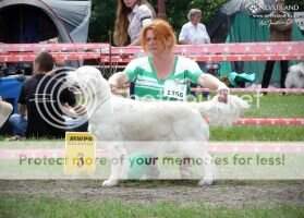Interchampion C.I.E.Ch.Pl, Good Enough Anarchia Box FCI Club Winner2016