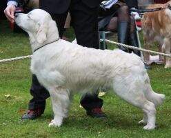 Jugendchampion Wonderboy de Ria Vela