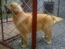 bani angel of mu yang ren jia kennel