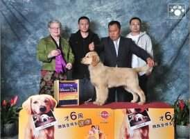 CH.CN Bamo Tony of Mu Yang Ren Jia Kennel