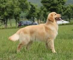 Baps Dreamer of Mu Yang Ren Jia Kennel