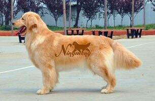 Addy of Ban Dao Jin Yuan Kennel