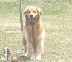 Elcko of Everpop Kennel