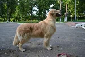 JChRus&Bel, ClubCh, ChRus&Bel&Ukr TARDIA LA ESTRELLA SHERIDAN
