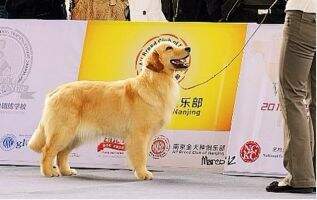 Daxi of Jin Zun Kennel