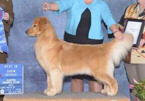 GCHB CH Scion Another Won