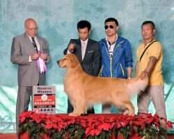 CH.CN Gasz of Hai Run Kennel CH.CN Gasz of Hai Run Kennel
