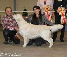 Ch Dutch / Danish / German/ VDH Champion Noah of the Hellacious Acres Ejgs'12 NJK DJK VHD Ch Dutch / Danish / German/ VDH Champion Noah of the Hellacious Acres Ejgs'12 NJK DJK VHD