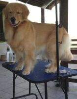 Yin Siberia Blanca Golden Friend Forever Yin Siberia Blanca Golden Friend Forever