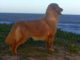 Golden Sunset's Lovely Godiva
