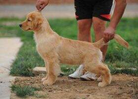 Lion of jinsedingsheng kennel