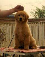 Cadi Athena of jinsedingsheng kennel