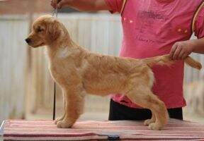Erica of jinsedingsheng kennel