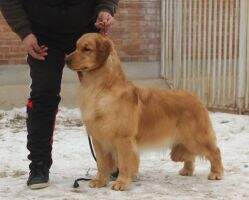Camille of jinsedingsheng kennel