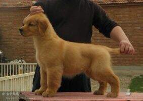 Martina of jinsedingsheng kennel