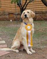 OTCH3 Amigold Flying Dog Golden Ale UDX7 OGM RM AXP AJP XFP TKA CCA DJ
