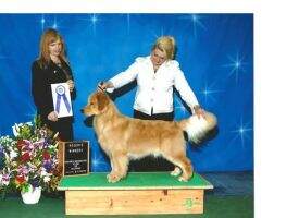 UKC CH Nalyn's Invest In Gold