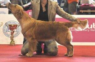 ?sterr., Kroat.,Slowak.,Tsch.JuCH, Slowak. CH Evidog Princess