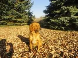 Sunny Dawn's Sweety Pie