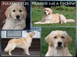 Flaxen Fields Promise Me A Fogbow CCA AKC Star Puppy