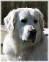 Sir Duke of Stone Ridge