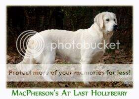 Macpherson's At Last Hollyberry