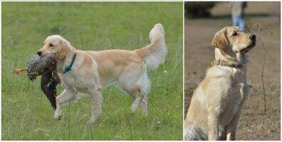 SHR UCD Rio's Chasing Tail Golden Ale BN GN GO MXJB DM BCAT CCA