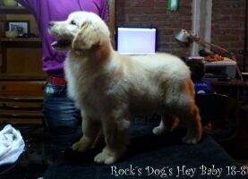 ROCK'S DOG'S Hey baby