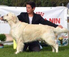 IL.CH IL.GCH IL.VCH Dewmist Sandyville V-JERW '19 Qualified for Crufts 2013 2015 IL.CH IL.GCH IL.VCH Dewmist Sandyville V-JERW '19 Qualified for Crufts 2013 2015