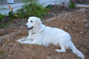 Marley Charley Marley Charley