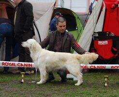 RoJCH, RoCH Wind Lovin Fire of Dawn Junior Club Winner
