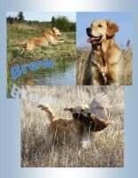 Rio's Kern River Brew'n Trouble CCA