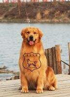 Cano of xinrun kennel